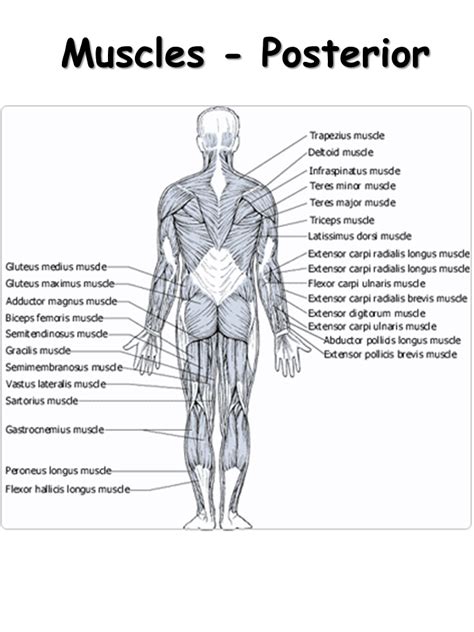 Muscular System Presentation Biology