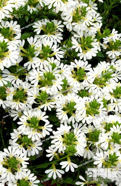 Scaevola Aemula Bombay White Stock Photo Picture And Rights Managed