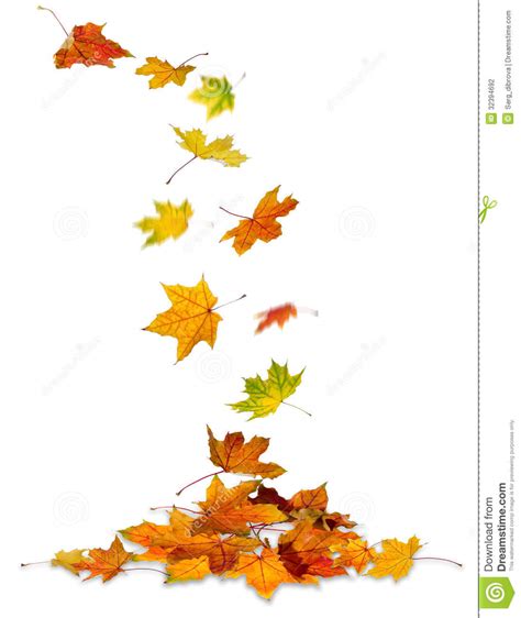 Maple Leaves Falling Stock Photo Image Of Flora Decor 32394692