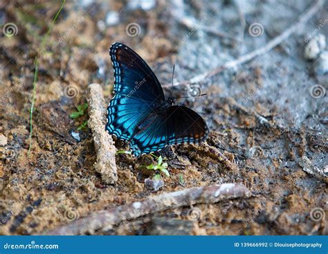 Red Spotted Blue Butterfly In Texas Stock Photo Image Of Spotted