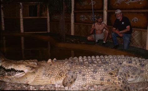Saltwater Crocodile Maniac Gallery Reptile Gardens