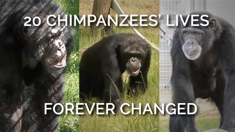 The Lives Of These 20 Chimpanzees Were Forever Transformed Youtube