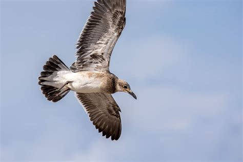 Birds Youll See Birding In The Corpus Christi Marina Because Birds