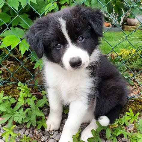 15 Adorable Photos Of Border Collie Puppies That Will Make Everyone