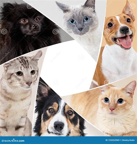Collage Of Domestic Animals In Circle With Copy Space Stock Image