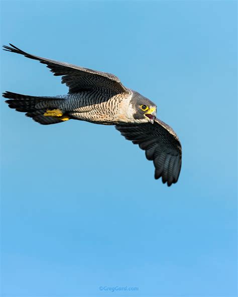Peregrine Falcon In Flight — Greg Gard