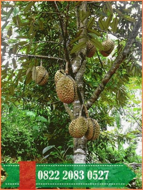Di video ini memperlihatkan bagaimana cara membuat pohon durian berkaki dua (2 in 1)., mulai dari cara. Pokok Durian Musang King Johor - BENIH TOKO