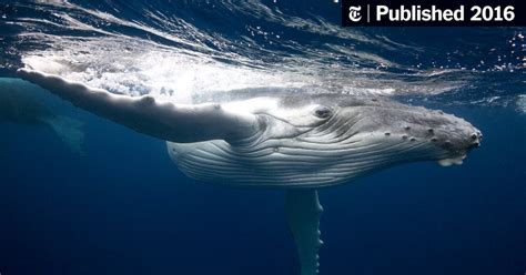 Humpback whale music, stress relief, whale sounds, with theta isochronic tones for relaxing. Whales Can Really Rock With Their Mellow Songs - The New ...