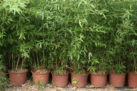 Zhejiang Yunfeng Bamboo Nursery Wholesaler Specialize In Bamboo Plants