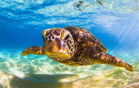 Olowalu Turtle Reef Maui Hawaii