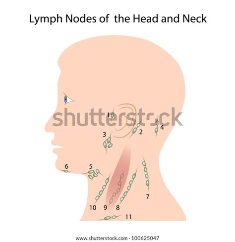 Lymph Nodes Head Neck Stock Illustration 100625047
