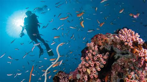 Maldives Diving Scuba Diving Four Seasons Landaa Giraavaru
