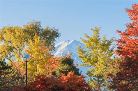 Mountain Fuji With Red Maple Leaves Or Fall Foliage In Colorful Autumn