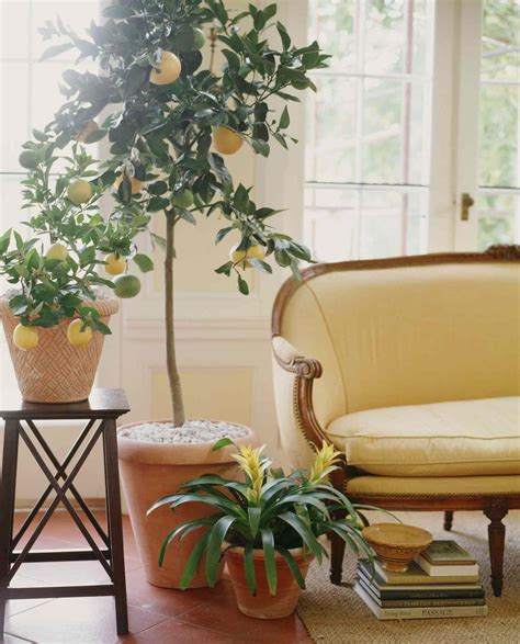 How To Grow Citrus Trees Indoors