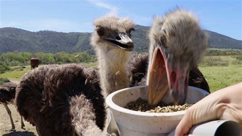 Ostrichland In Central California Has 50 Goofy Ostriches And Emus That