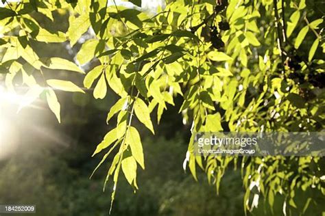 Green Ash Tree Foto E Immagini Stock Getty Images