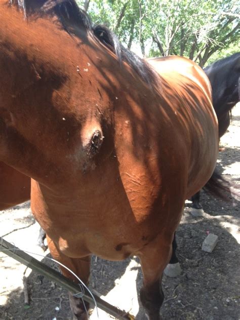 Throwaway Ponies Rescues Horses From Red Oak Seeks Sponsors Blue