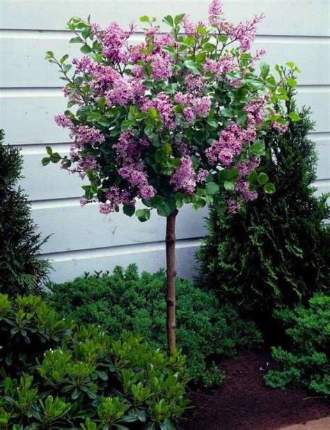 40 Cute Flower For Small Spring Garden Lilac Tree Dwarf Trees For