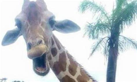 Giraffe Photobombs Irish Couples Holiday Selfie In Us At Busch Gardens Daily Mail Online