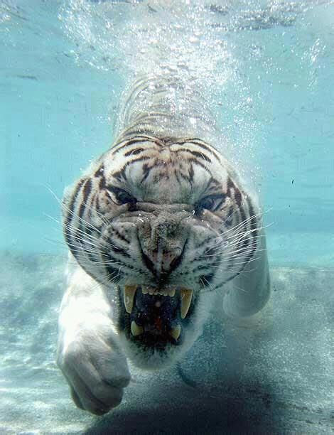 Ooooh Scary White Tiger In Pool Animals Animals Beautiful