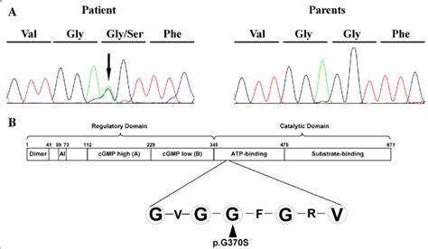 Sanger Sequencing And Mutation Location A The Dna Sequencing