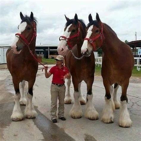 Beautiful Clydesdales The Full Grown Clydesdale Should Stand 18 Hands