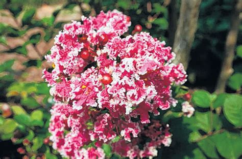 Dwarf crepe myrtle varieties australia. Dwarf Crape Myrtles For Sale