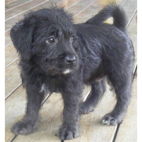 Digit Small Male Poodle X English Staffy Dog In Qld Petrescue