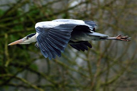 Grey Heron In Flight By Rawshooter Ephotozine