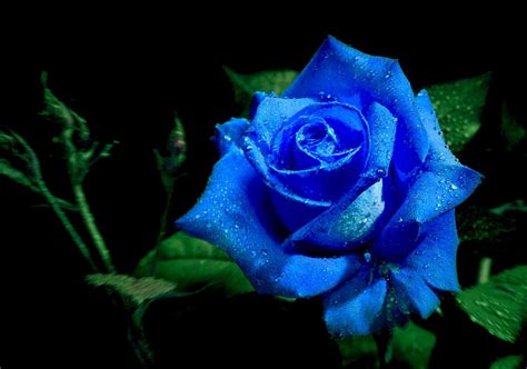 Blue Rose Background 41 Pictures