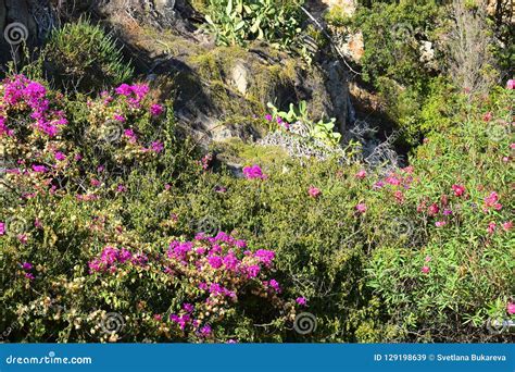 Beautiful Bush With Pink Flowers On The Mountainside Stock Image