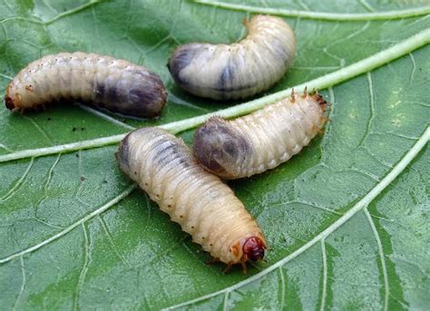 Vous avez des vers blancs! Voici comment s'en débarrasser naturellement