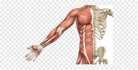 Músculo Esquelético Sistema Muscular Esqueleto Humano Cuerpo Humano