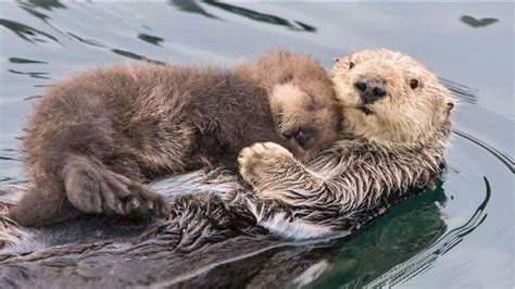 Cute Baby Sea Otters Holding Hands