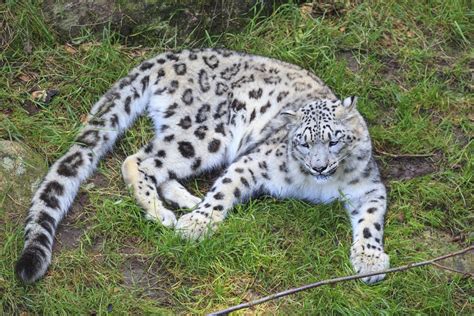 Facts About The Charming And Elusive Snow Leopard