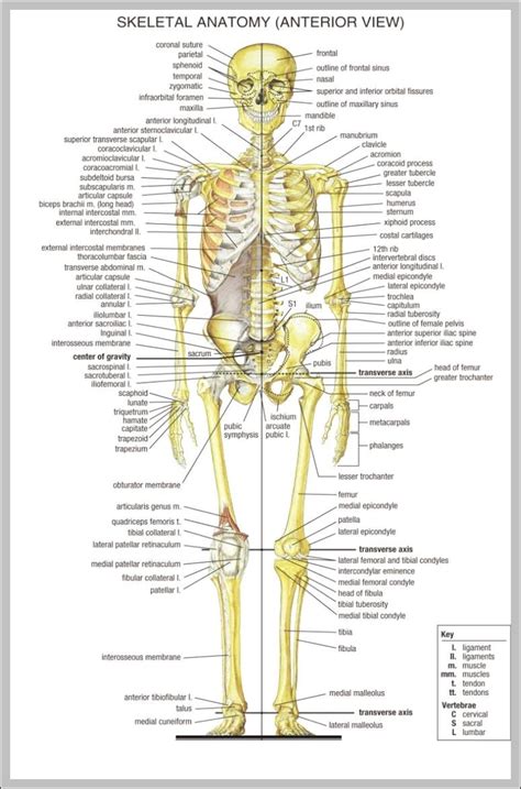 Anatomical Chart Human Body