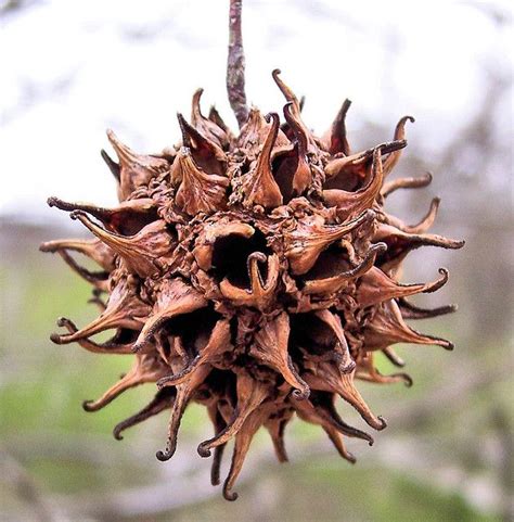 Sweet Gum Tree Pod Sweet Gum Trees To Plant Seed Pods