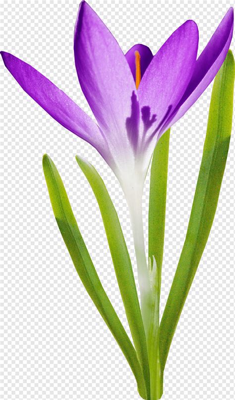Ini Dia 27 Tanaman Bunga Saffron Terbaru Informasi Seputar Tanaman Hias