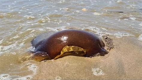 Viral Mysterious Creature Washes Up On Beach Netizens Guess What Is It