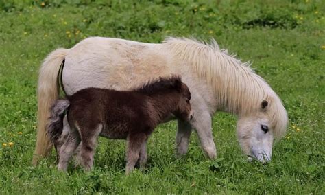 Miniature Horse A Complete Breed Overview Of Mini Horse