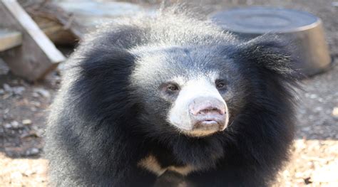 A nocturnal bear, melursus ursinus, native to south asia. Sloth Bear - Capron Park Zoo