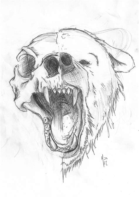 Bearskull Tattoo Bear Sketch Animal Drawings Pencil Drawings Of