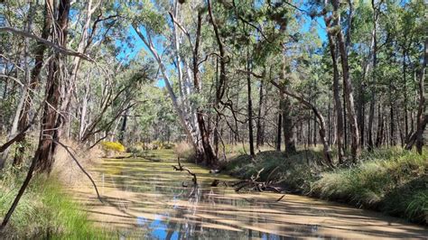 Bare Camp Nudist Clothing Optional Accommodation Miles Western Downs Area Queensland