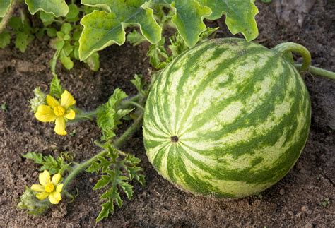 To grow your own watermelons at home, you'll want to make sure you provide your plants with the best possible growing conditions for a delicious are you growing watermelons in your garden? How to Grow Watermelon: 5 Tips For Planting & Harvesting ...