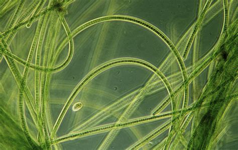 Blue Green Algae Photograph By Sinclair Stammers