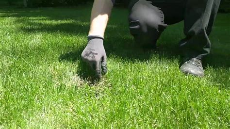 What Animal Is Digging In Your Yard Youtube