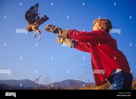 Red Shouldered Hawk Female Hi Res Stock Photography And Images Alamy