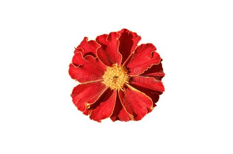 Beautiful Red Flower Isolated On White Background Stock Photo Image