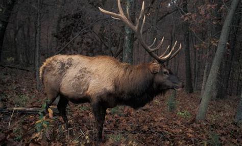 Elk Missouri Department Of Conservation