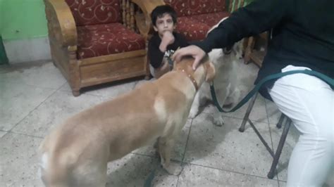 Give us a call today! Labrador Dog @ Vet in Dhaka City Pet Doctor in Bangladesh ...